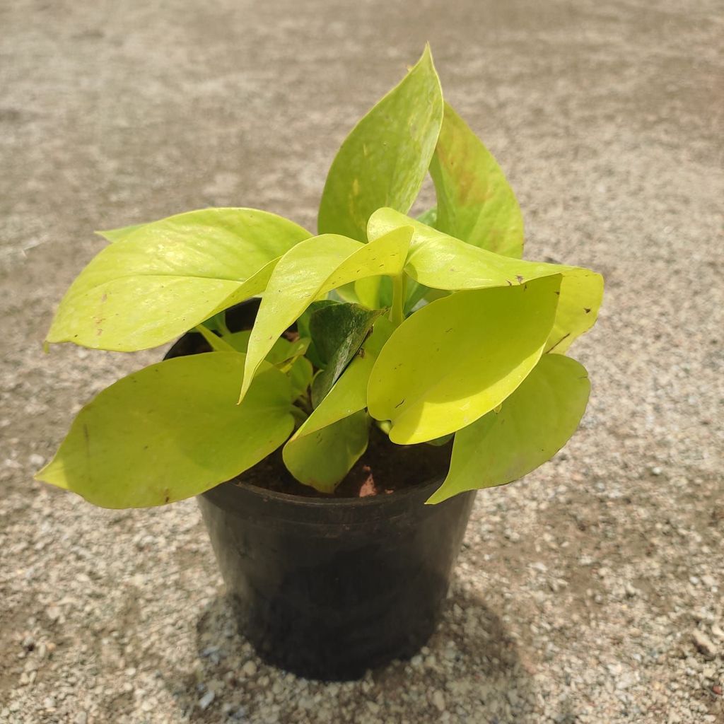 Money Plant Golden in 5 Inch Nursery Pot