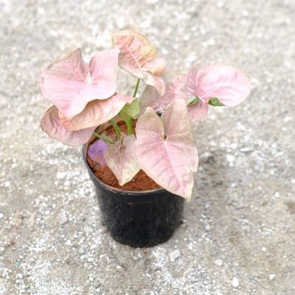 Buy Syngonium Pink in 4 Inch Nursery Pot Online | Urvann.com