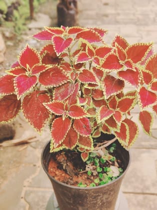 Buy Coleus in 6 Inch Plastic Pot Online | Urvann.com