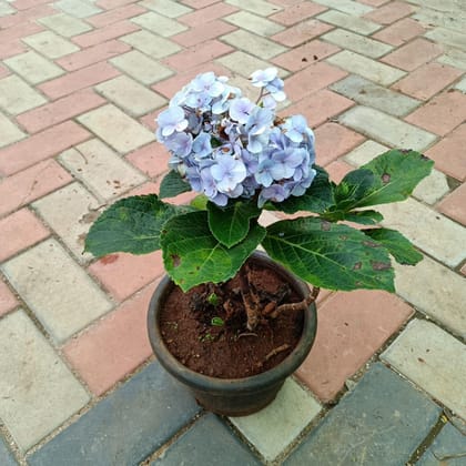 Buy Hydrangea (Any colour) in 6 Inch Plastic Pot Online | Urvann.com