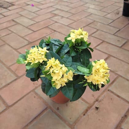 Buy Ixora Yellow in 5 Inch Plastic Pot Online | Urvann.com