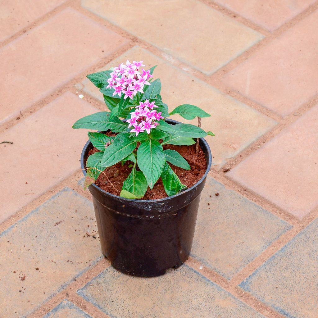 Pentas Purple in 5 Inch Nursery Pot