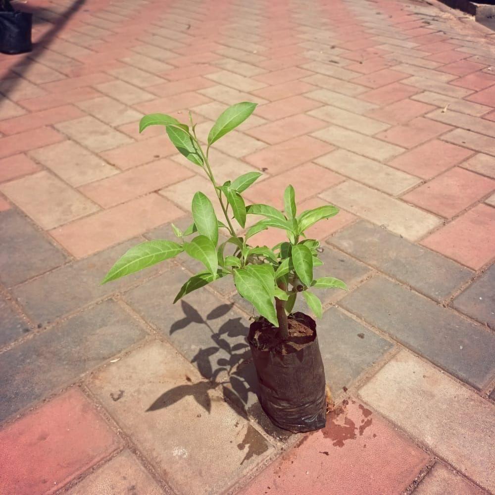 Raat Ki Rani / Night Blooming Jasmine (any colour) in 4 Inch Nursery Bag