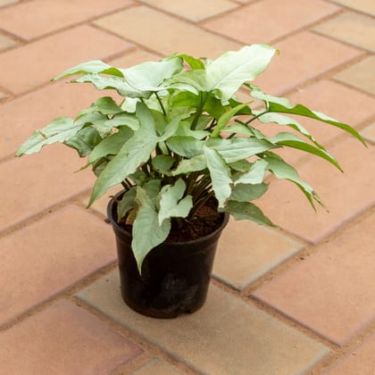 Buy Syngonium Arrow Head in 4 Inch Nursery Pot Online | Urvann.com