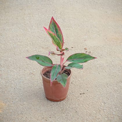 Buy Aglaonema Lipstick in 5 Inch Nursery Pot Online | Urvann.com