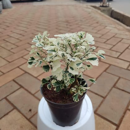 Buy Aralia White in 5 Inch Plastic Pot Online | Urvann.com