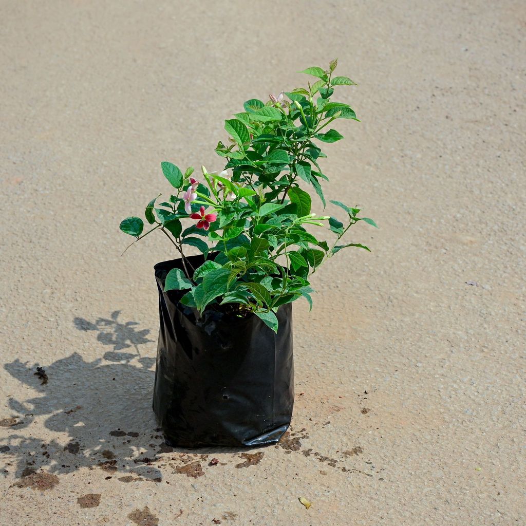 Madhu Malti / Rangoon Creeper (any colour) in 4 Inch Nursery Bag