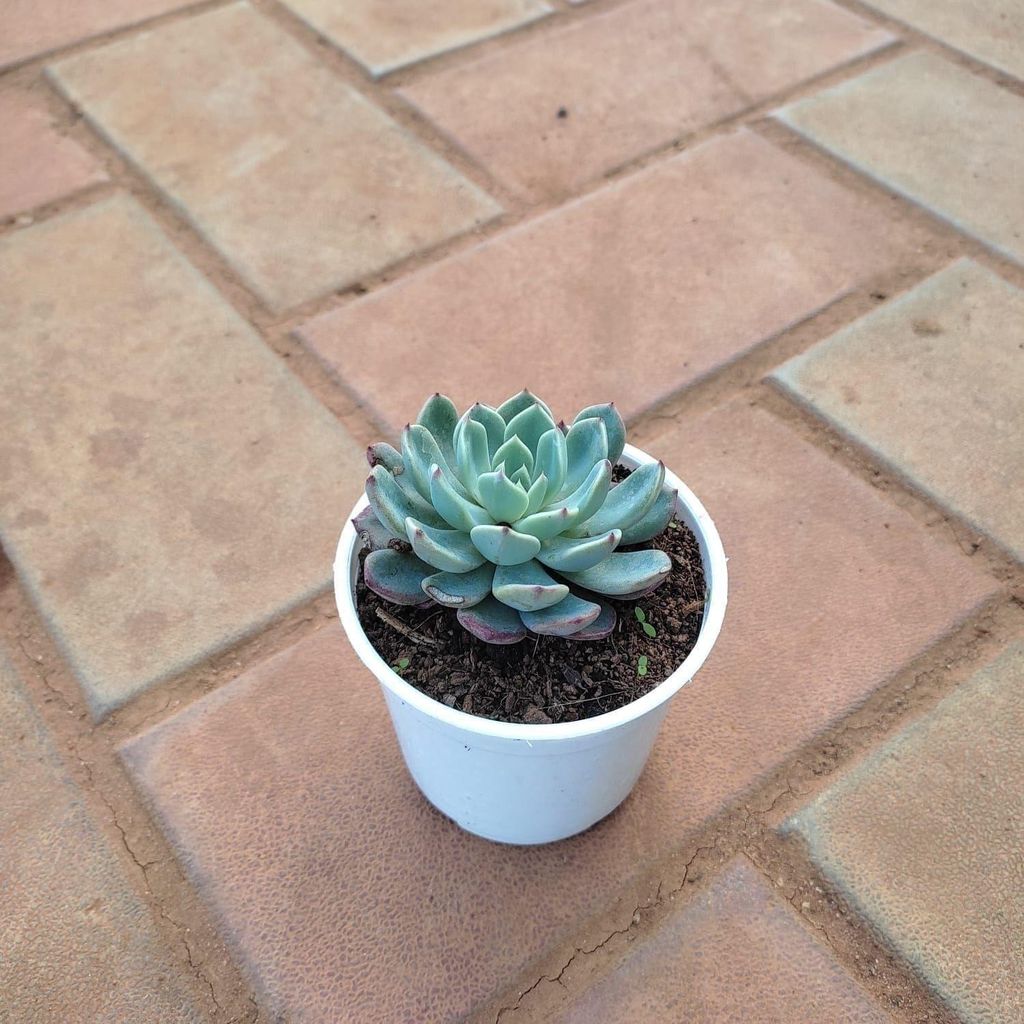 Echeveria Elegans Succulent in 3 Inch Nursery Pot