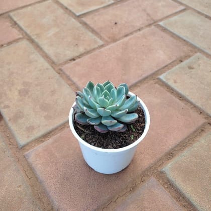 Buy Echeveria Elegans Succulent in 3 Inch Plastic Pot Online | Urvann.com