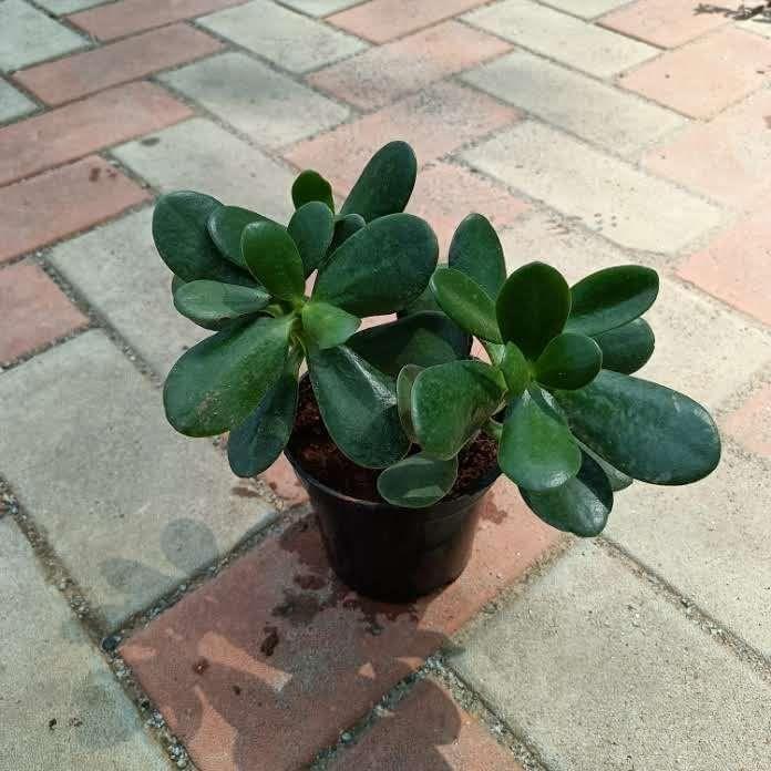 Crassula in 4 Inch Nursery Pot