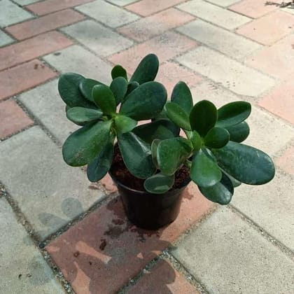 Buy Crassula in 4 Inch Plastic Pot Online | Urvann.com