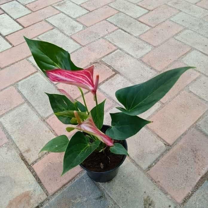 Anthurium White in 5 Inch Nursery Pot