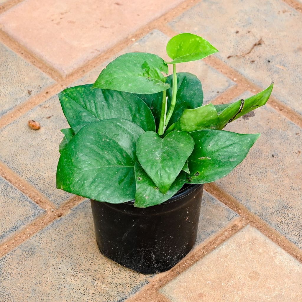 Money Plant Green in 4 Inch Nursery Pot