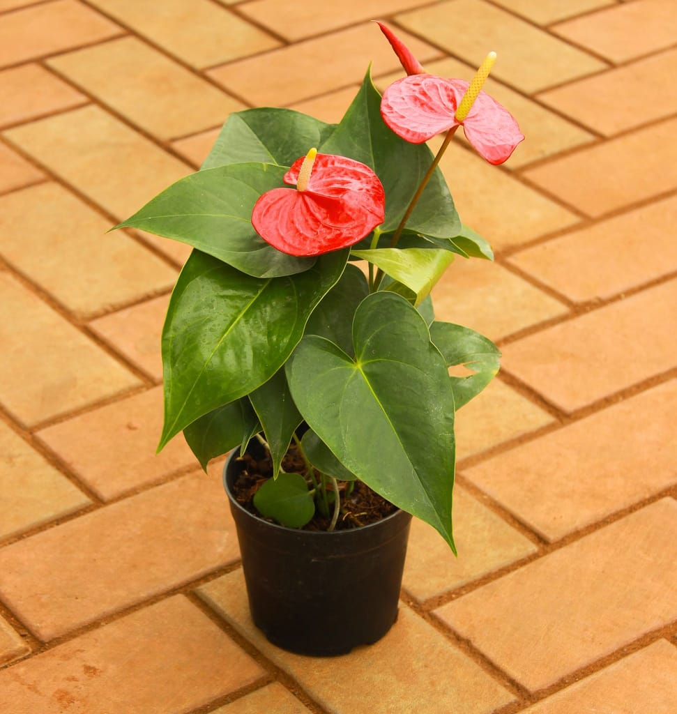 Anthurium Red in 5 Inch Nursery Pot