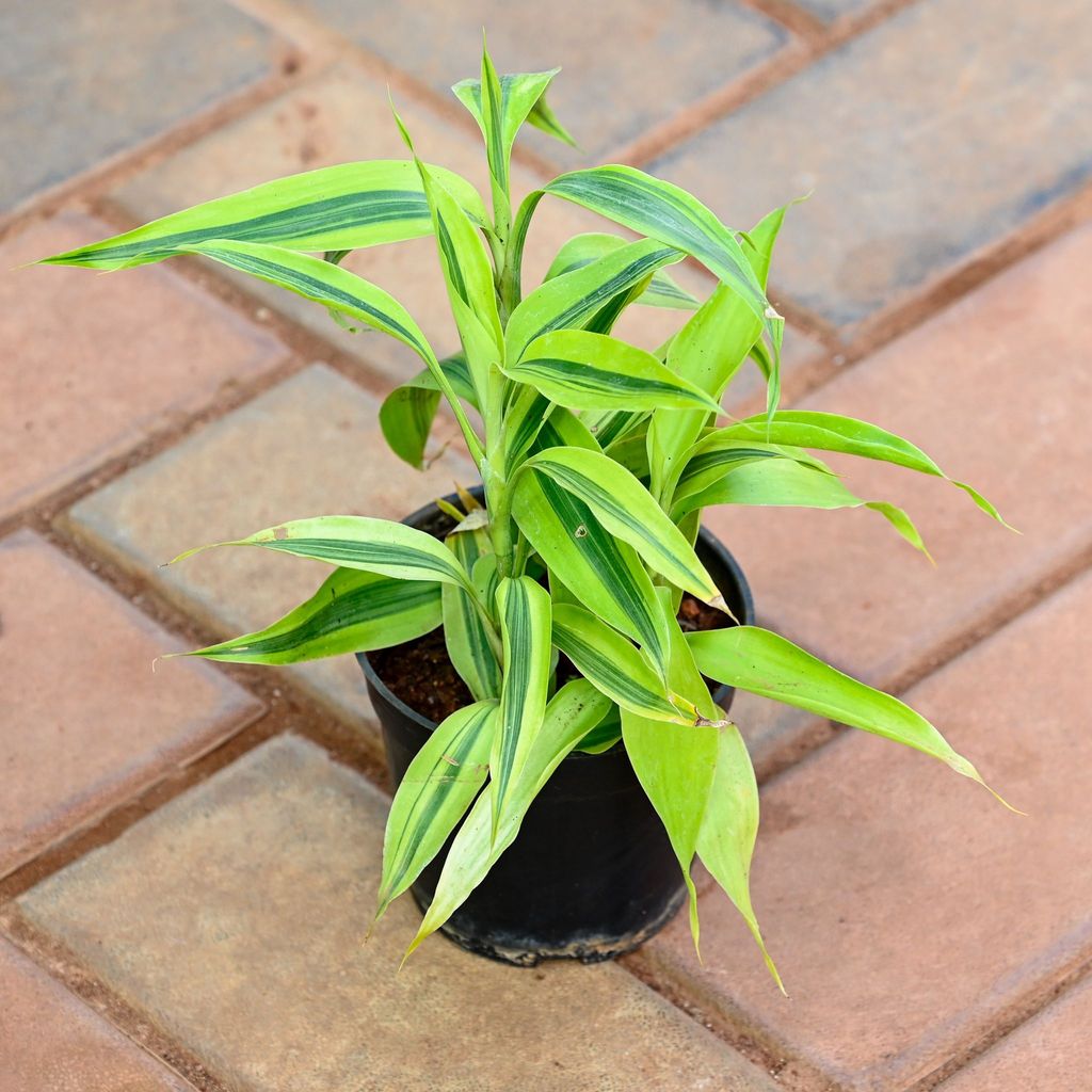 Lucky Bamboo in 4 Inch Nursery Pot