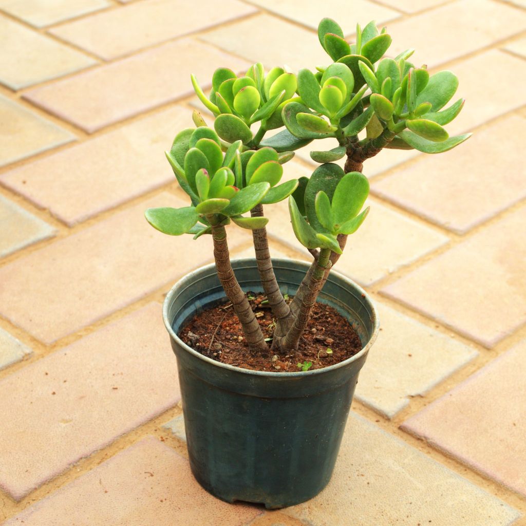 Crassula in 5 Inch Nursery Pot