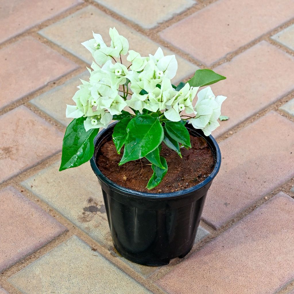 Bougainvillea White in 5 Inch Nursery Pot