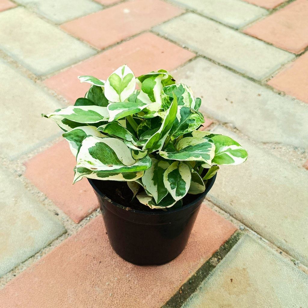 Money Plant N'joy in 4 Inch Nursery Pot