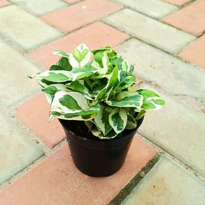 Money Plant N'joy in 4 Inch Nursery Pot