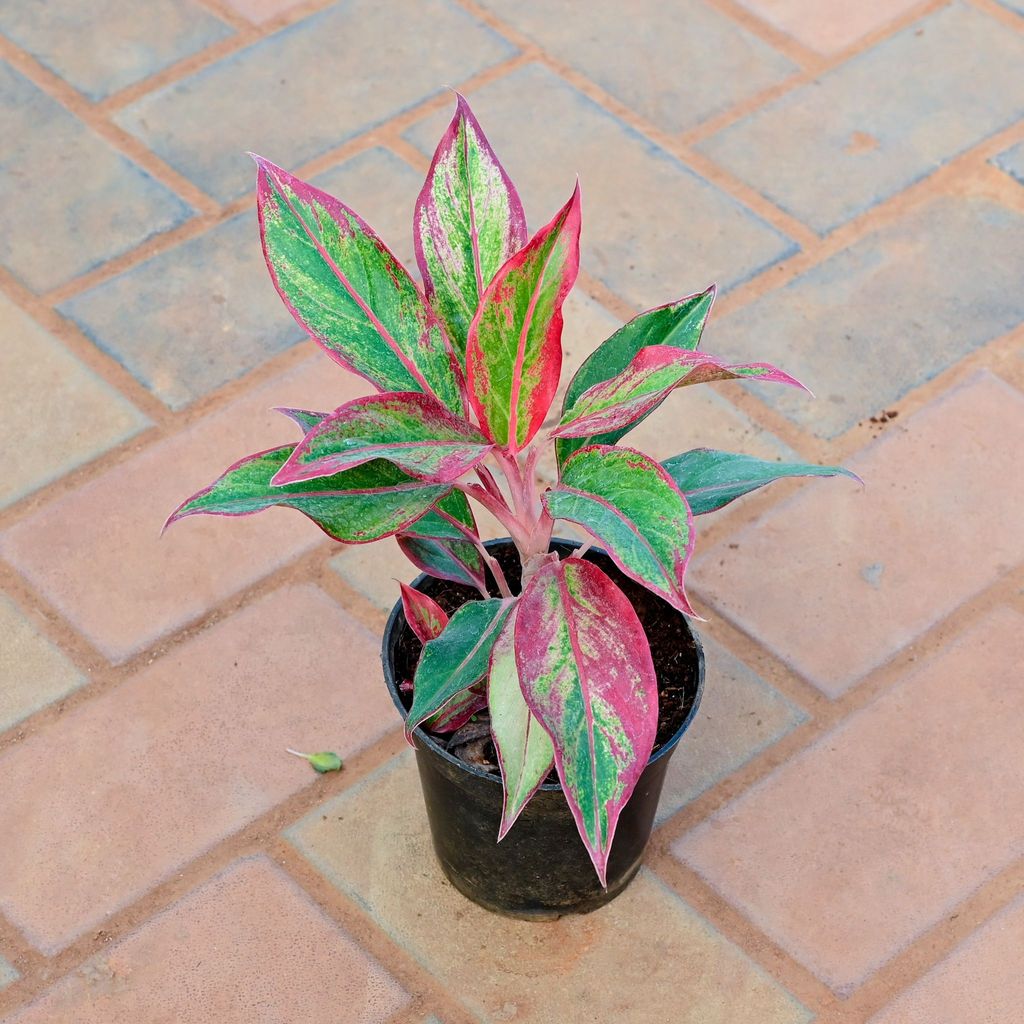 Aglaonema Lipstick in 5 Inch Nursery Pot