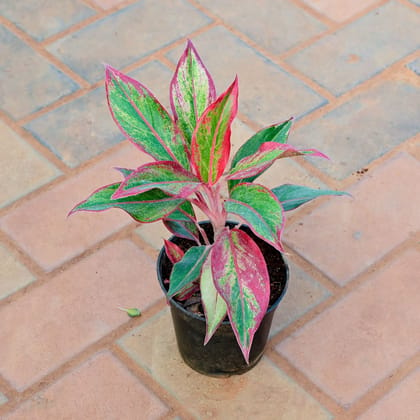 Buy Aglaonema Lipstick in 5 Inch Nursery Pot Online | Urvann.com