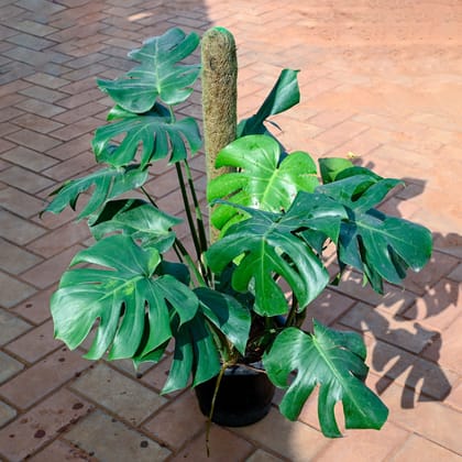 Buy Monstera Broken Heart with 3 Ft Moss Stick in 10 Inch Nursery Pot Online | Urvann.com