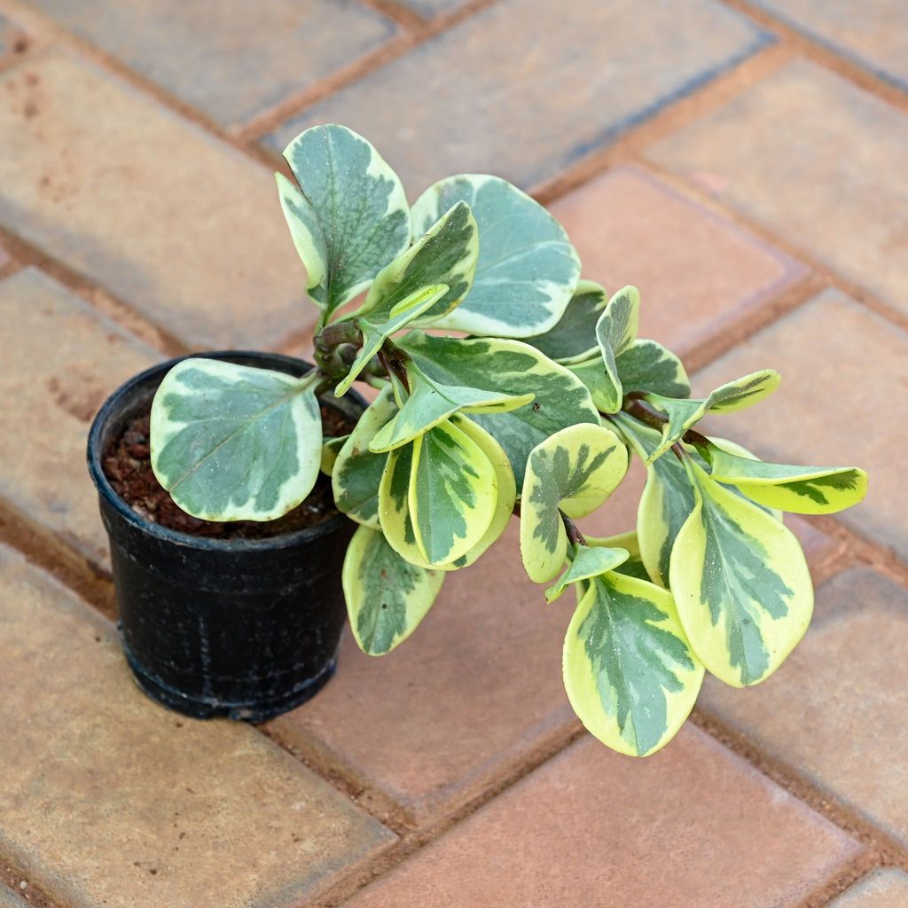 Peperomia / Radiator Plant Green in 4 Inch Nursery Pot