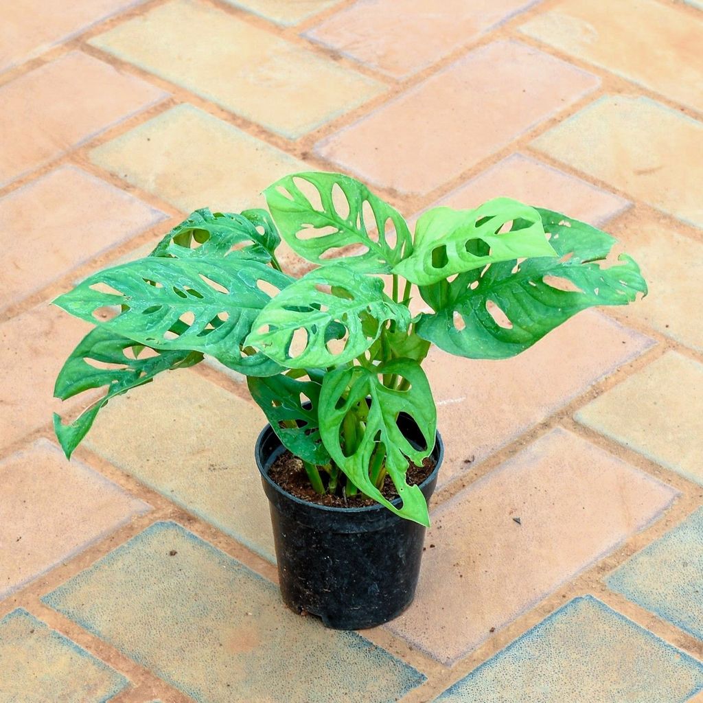 Monstera Broken Heart in 4 Inch Nursery Pot