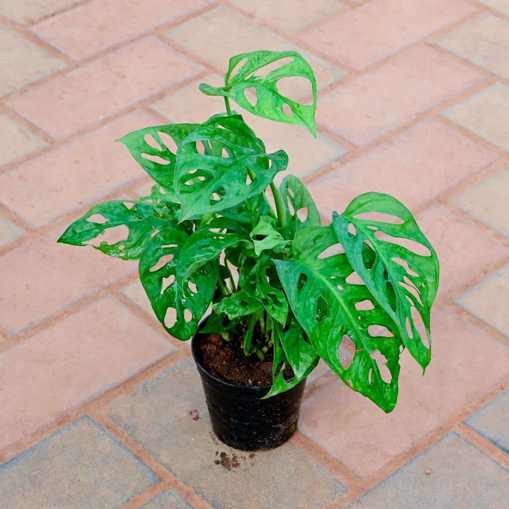 Monstera Broken Heart in 4 Inch Nursery Pot