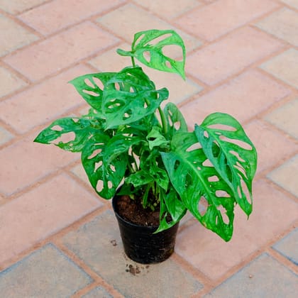 Buy Monstera Broken Heart in 4 Inch Nursery Pot Online | Urvann.com