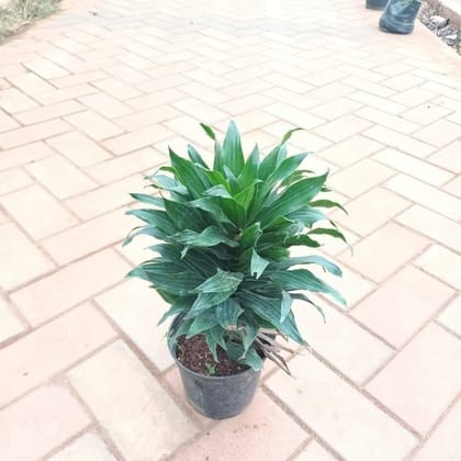 Buy Dracaena Green in 5 Inch Plastic Pot Online | Urvann.com