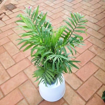 Buy Chamaedorea Palm in 5 Inch Plastic Pot Online | Urvann.com