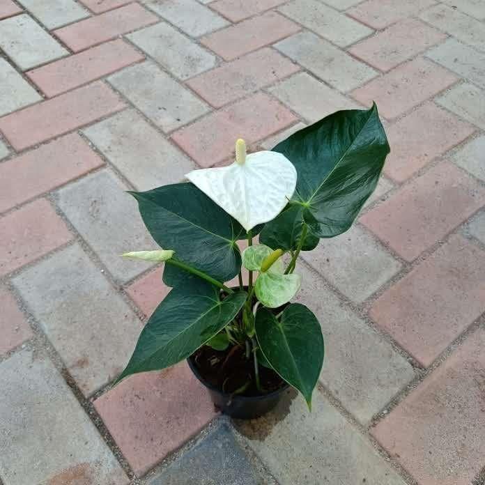 Anthurium White in 5 Inch Nursery Pot