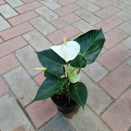 Buy Anthurium Maroon in 5 Inch Plastic Pot Online | Urvann.com