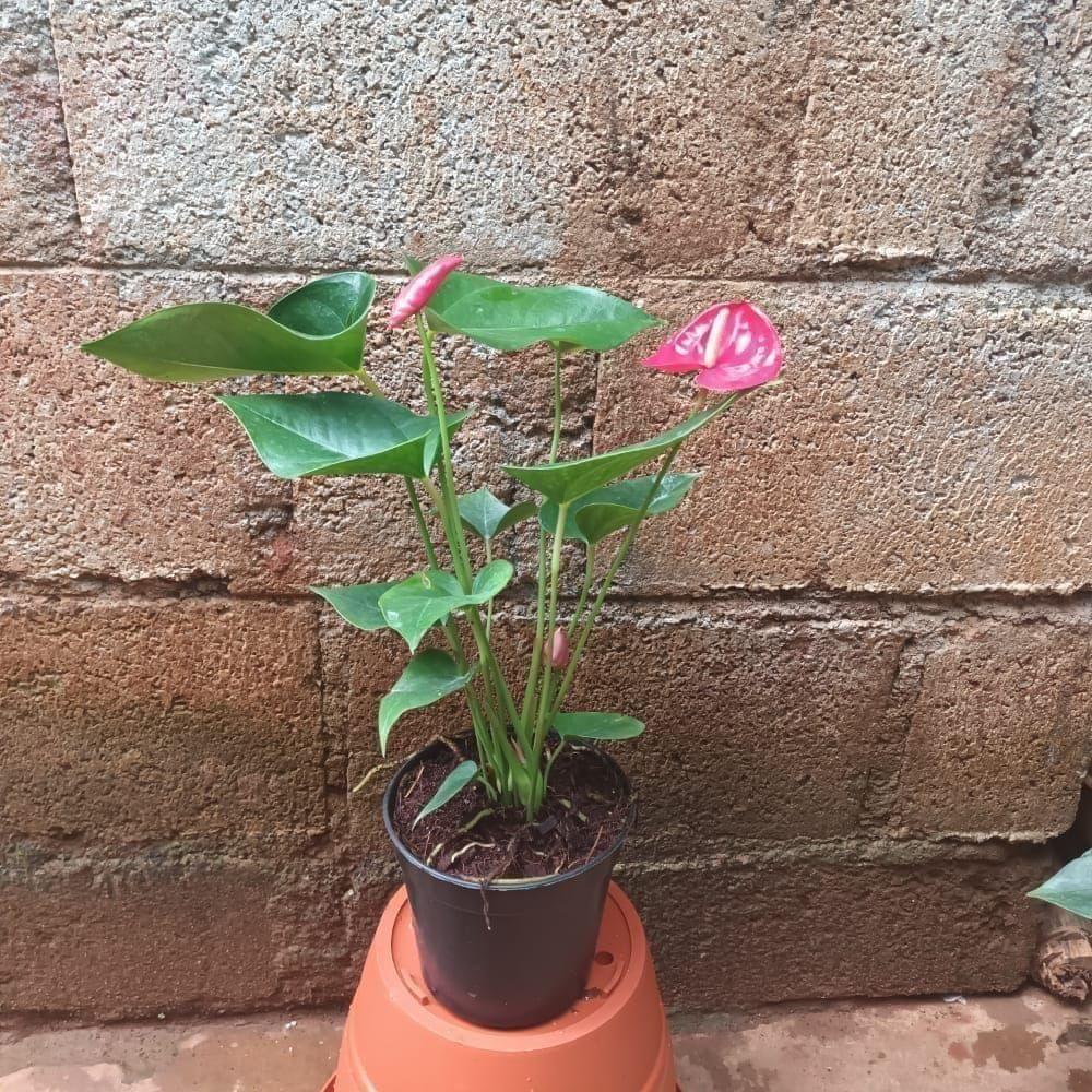 Anthurium Red in 5 Inch Nursery Pot