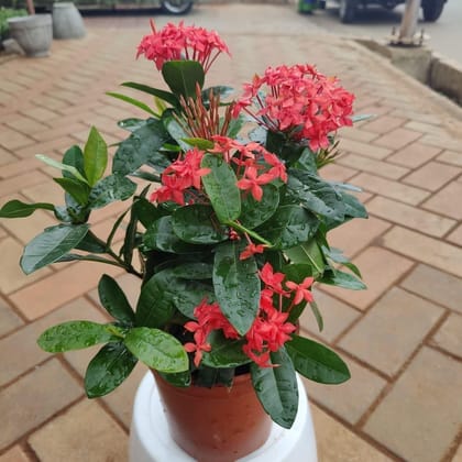 Buy Ixora (any colour) in 6 Inch Plastic Pot Online | Urvann.com