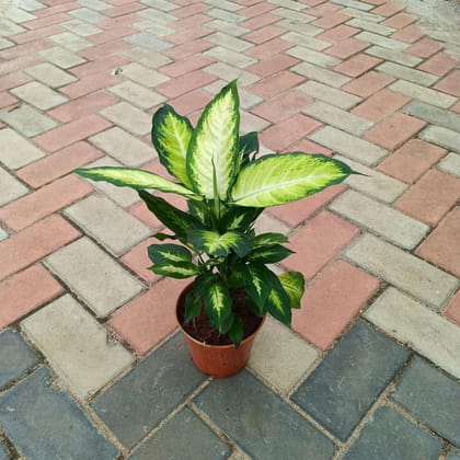 Buy Dieffenbachia White in 6 Inch Plastic Pot Online | Urvann.com