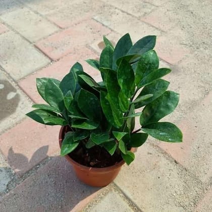 Buy ZZ Green in 4 Inch Plastic Pot Online | Urvann.com