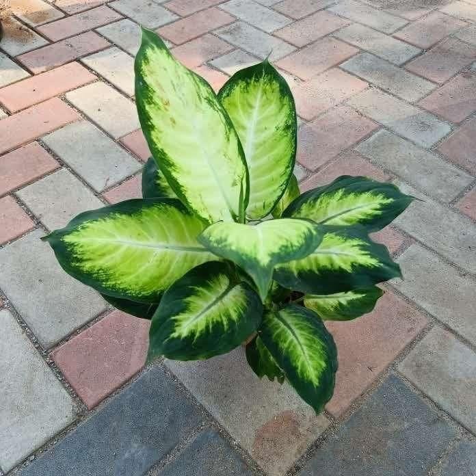 Dieffenbachia White in 6 Inch Nursery Pot