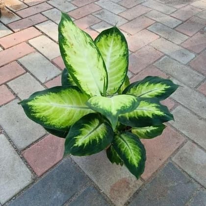 Buy Dieffenbachia White in 6 Inch Plastic Pot Online | Urvann.com