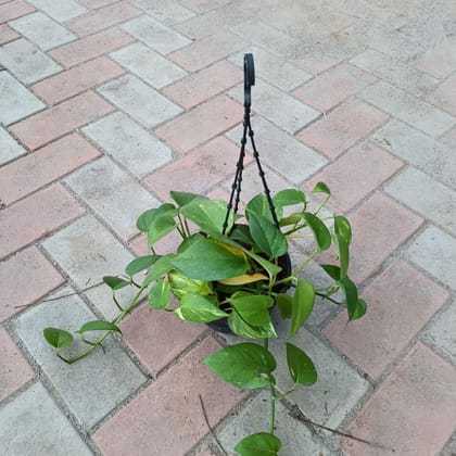 Buy Money plant green in 6 Inch Hanging basket Online | Urvann.com