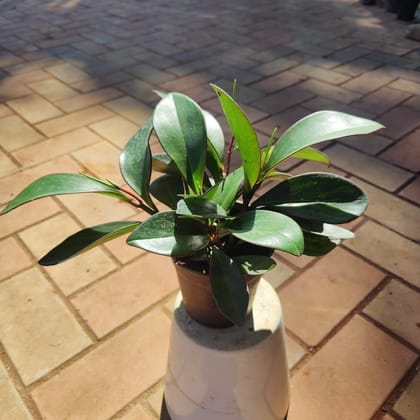 Buy Peperomia Green in 4 Inch Plastic Pot Online | Urvann.com