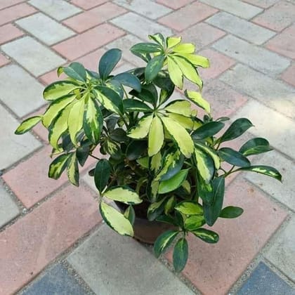 Buy Schefflera Variegated in 6 Inch Plastic Pot Online | Urvann.com