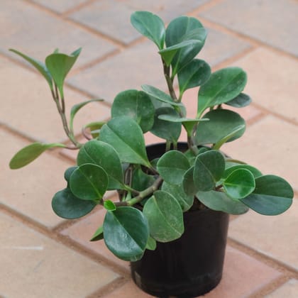 Peperomia / Radiator Plant Green in 4 Inch Nursery Pot