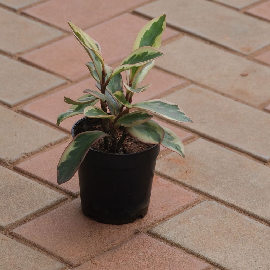 Peperomia / Radiator Plant Variegated in 4 Inch Nursery Pot