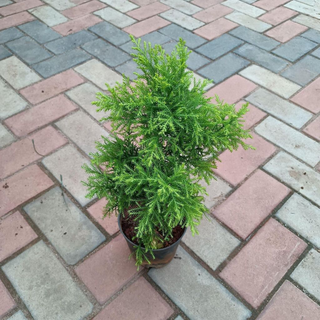 Golden Cypress in 6 Inch Nursery Pot