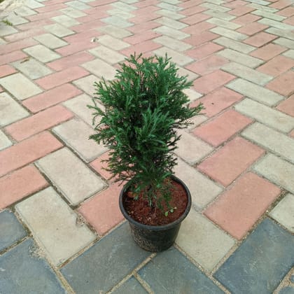 Buy Juniperus in 6 Inch Plastic Pot Online | Urvann.com