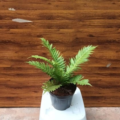 Buy Fern Green in 5 Inch Plastic Pot Online | Urvann.com