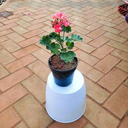 Buy Geranium (Any Colour) in 5 Inch Plastic Pot Online | Urvann.com