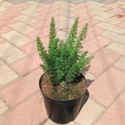 Asparagus Mary in 6 Inch Nursery Pot